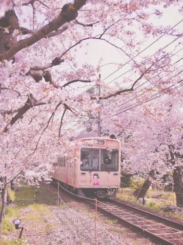 Japanese Cherry blossom