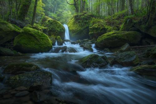 A beautiful waterfall within the lush rainforests of Tasmania. Great Western Tiers, Tas, Australia.