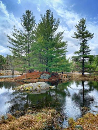 Beaver pond in Frontenac Provincial Park, Ontario Canada