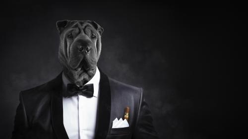 Suit Up BlackBoss-Dog