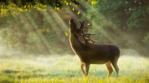 The deer wakes up in the morning