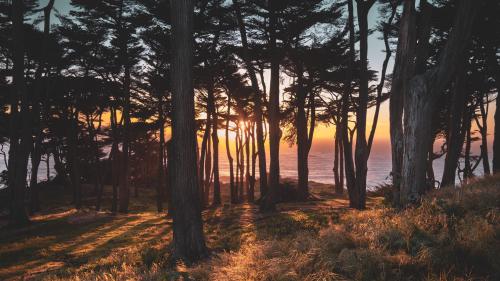 Coastal Tree Sunset at Lands End, CA