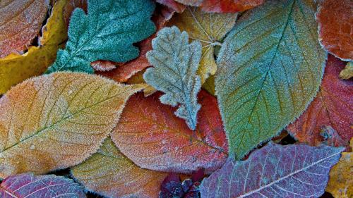 Colorful Leaves