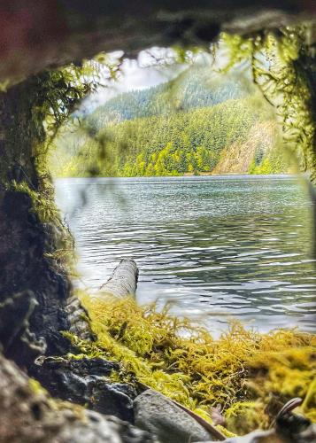 Moss, Lake and mountains, Olympic National Park, WA.