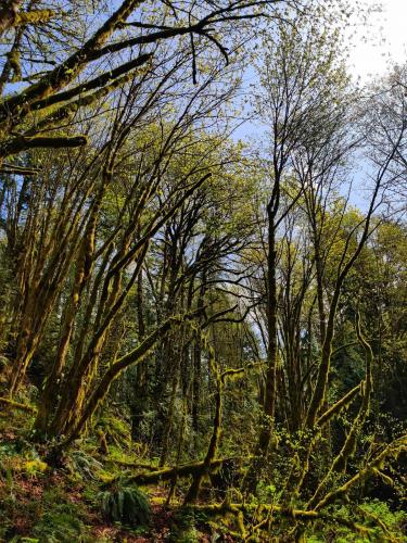 Squire's Lake, near Bellingham, WA