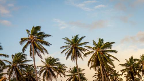 palm trees