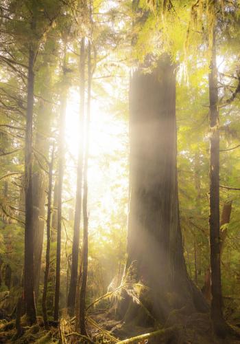 sun shines on a first-growth cedar tree outside of port clements, haida gwaii.