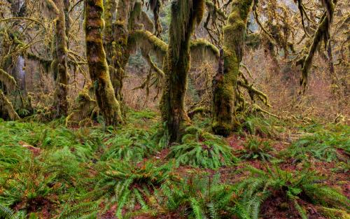 Hoh Rainforest - Olympic National Park - WA, USA