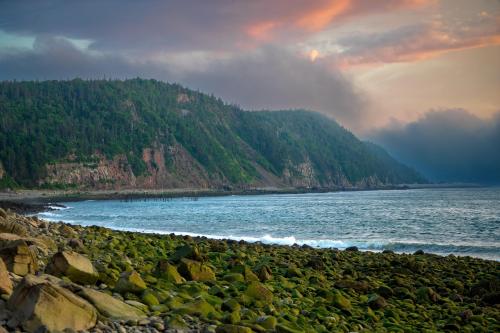 Jurassic park vibes. Grand Manan Island, New Brunswick, Canada