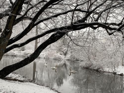 Snowy morning, Brooklyn, NYC