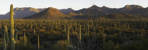 A view of the mountains from Cactus Wren trail, Saguaro National Park East