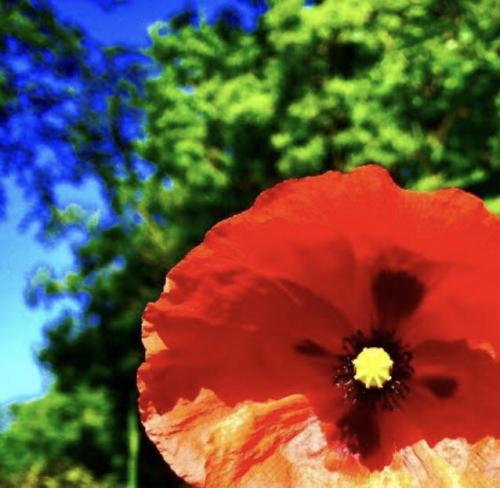 Poppy