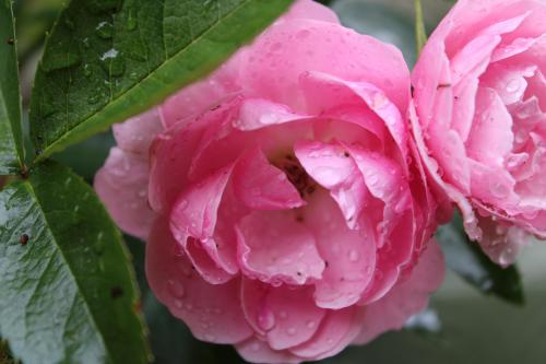 pink tea roses from last year