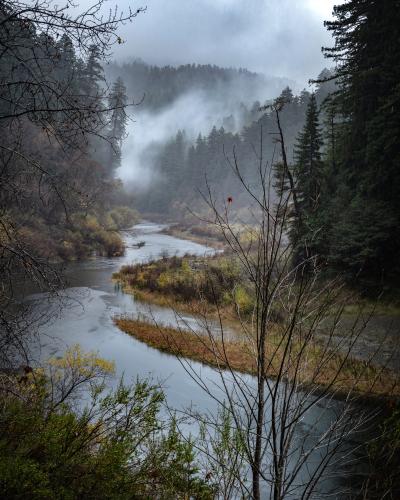 The leaves dropped off of this young Big Leaf Maple Tree, revealing a beautifully moody view of the Eel River in the heart of Humboldt County, California.
