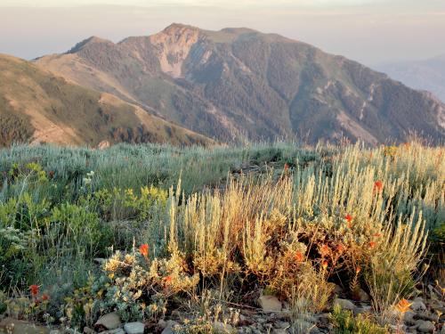 Golden hour on top of the Wellsville Mountains, northern Utah