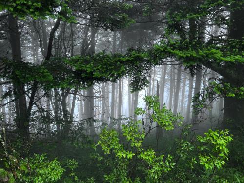 Appalachian trail, Bryson, Tennessee