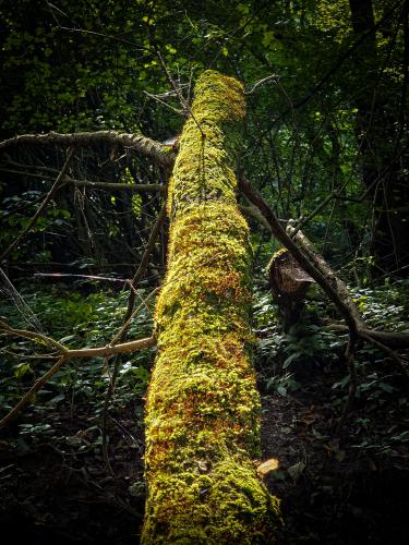 Mossy tree somewhere in the Bakony Mountains, Hungary