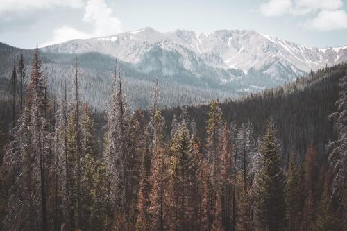 Medicine Bow National Forest, Wyoming  OC