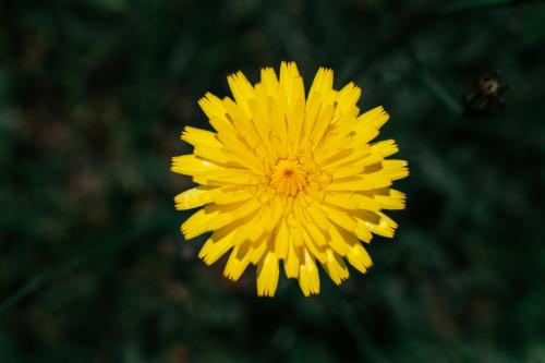 A very yellow dandelion