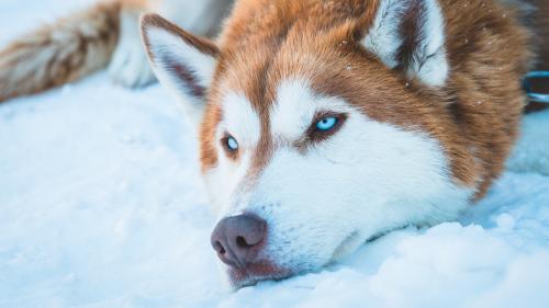 Adorable Siberian Husky Dog