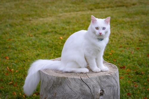 White Van Cat