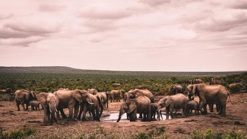 Elephants at a watering hole