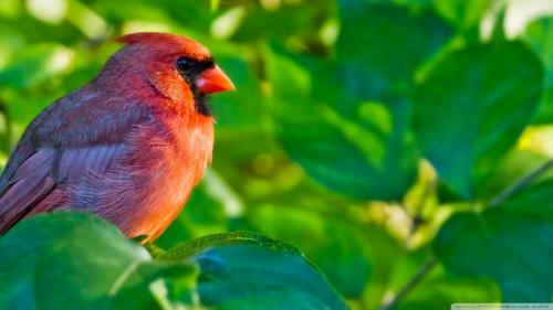 Beautifull Red Bird