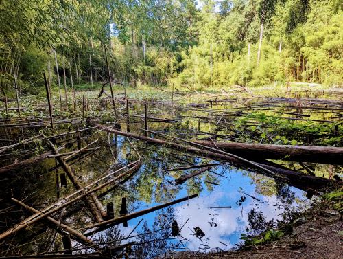 bamboo forest pond in central alabama