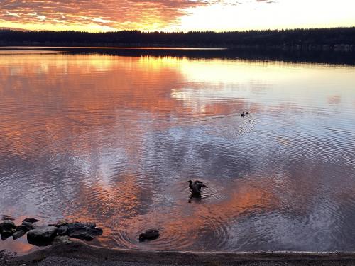 A duck landing at Sunset in Samamish Lake in Washington [1000x667]