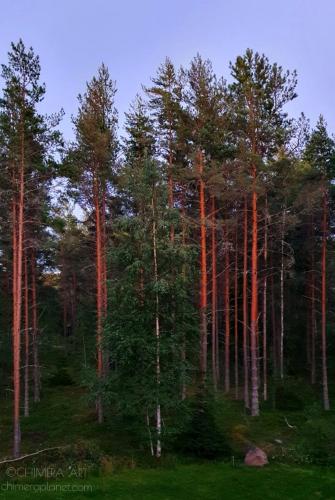 Our peaceful evening forest. Varsinais-Suomi, Finland