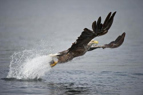 Bald Eagle