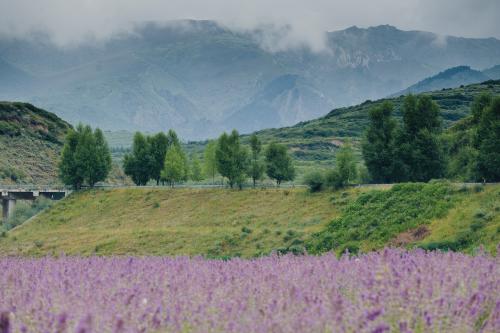 Mountain lavender flowers