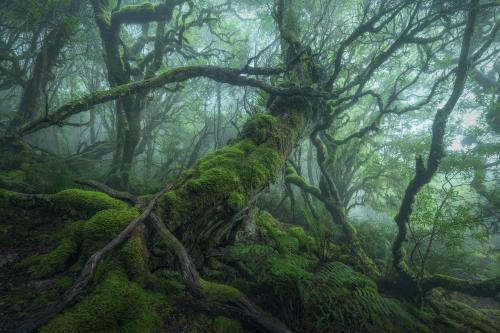 A gnarled old growth myrtle beech  on a foggy morning in northeastern Tasmania, Australia.