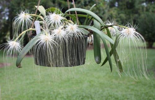 Bulbophyllum medusa-orchidaceae