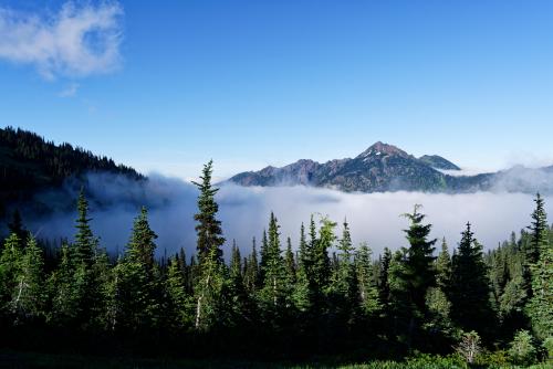 Up in the clouds, Olympic National Park