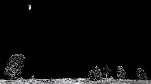 Black and White Trees at Night