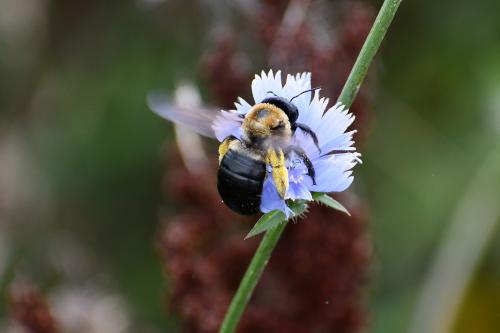 Carpenter Bee