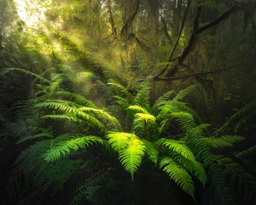 Rainforest in Olympic NP, US