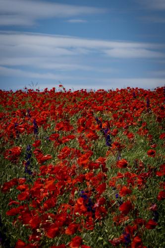 Poppy field near Timisoara, Romania