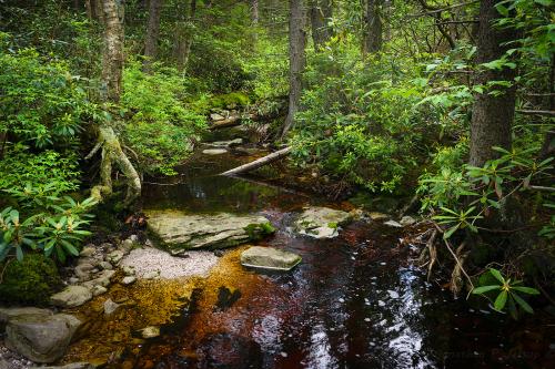 A tea-colored tanic creek through relatively high elevation spruce forest in West Virginia, USA. Over 4200' or 1280m here