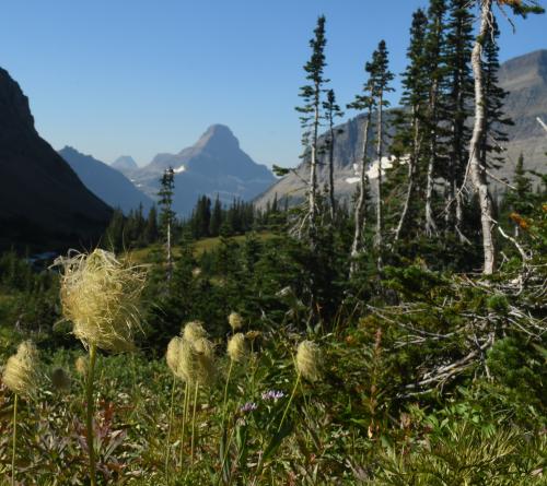 A Lorax-Flower Bloom while hiking in Glacier National Park, MT.  @seanaimages