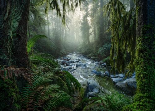 Winter in the coastal rainforests of British Columbia barely feels like winter at all!  []