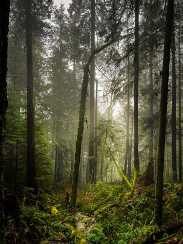 Seymour Provincial Park, BC