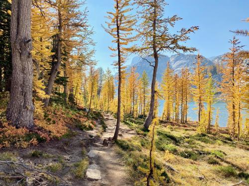 A walk in the wood of Washington State, USA