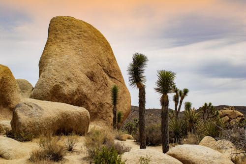 Joshua Tree, California in the evening
