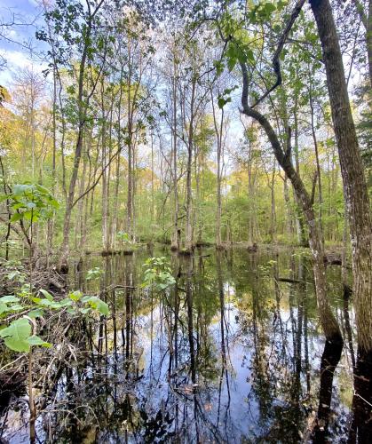 My backyard in N. Florida