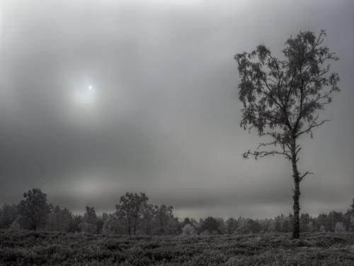 sun behinr high fog and boar frost on a birch, heatlands in Germany