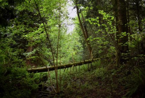 My backyard in Oregon