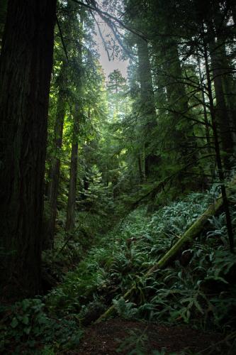Jedediah Smith Redwoods State Park, California  [3840 × 5760]