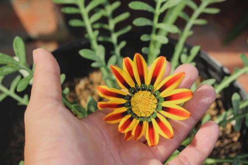 A Gazania I grew from seeds. Definitely the best I've ever grown so far.